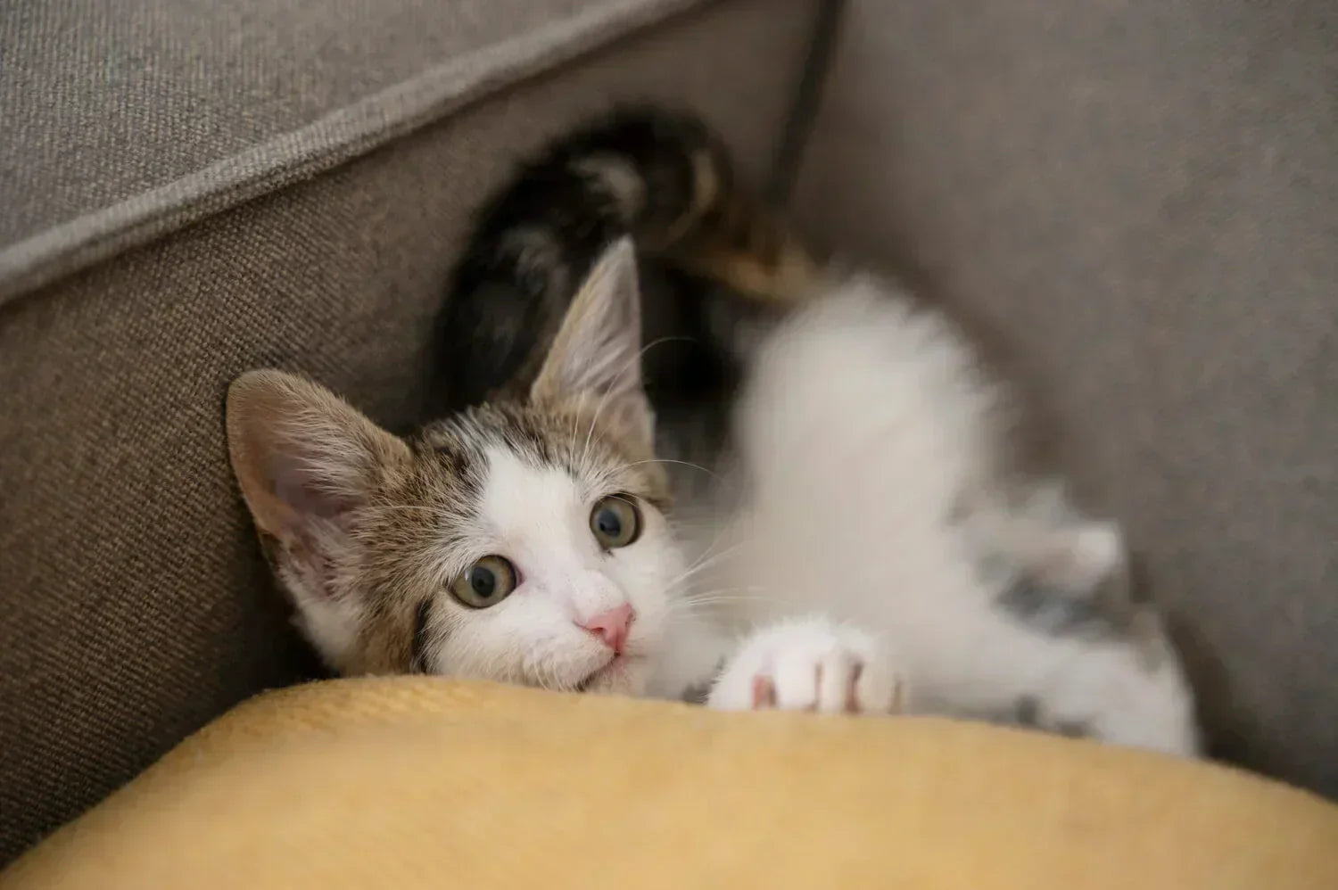 How Much and How Often to Feed a Kitten: A Complete Feeding Guide