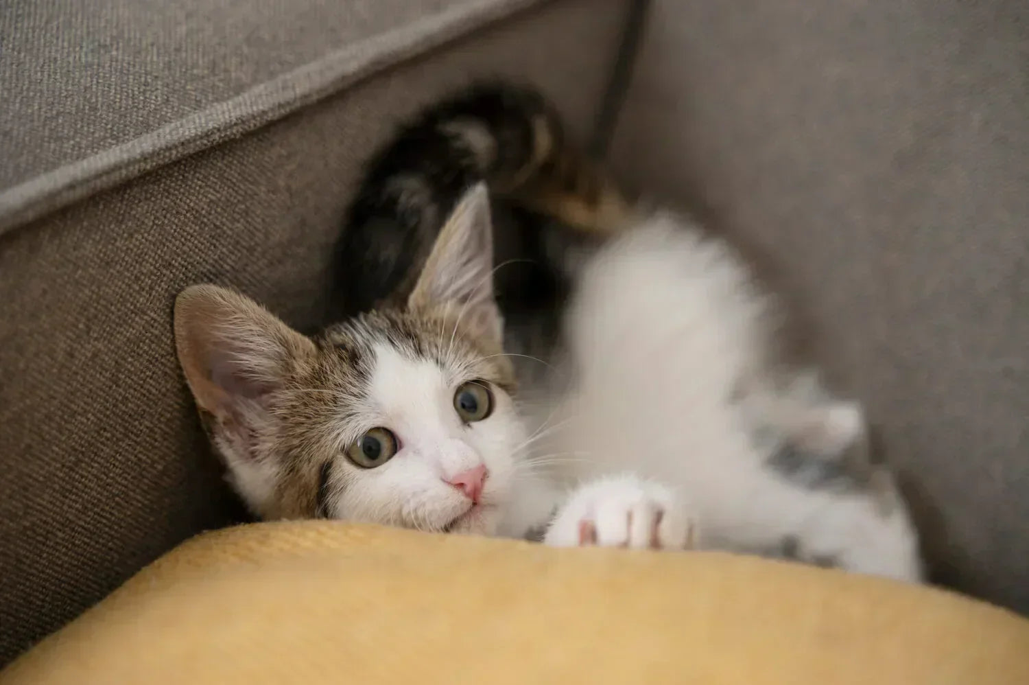 Pet-Friendly Automation: Smart Sensors for Dog and Cat Owners