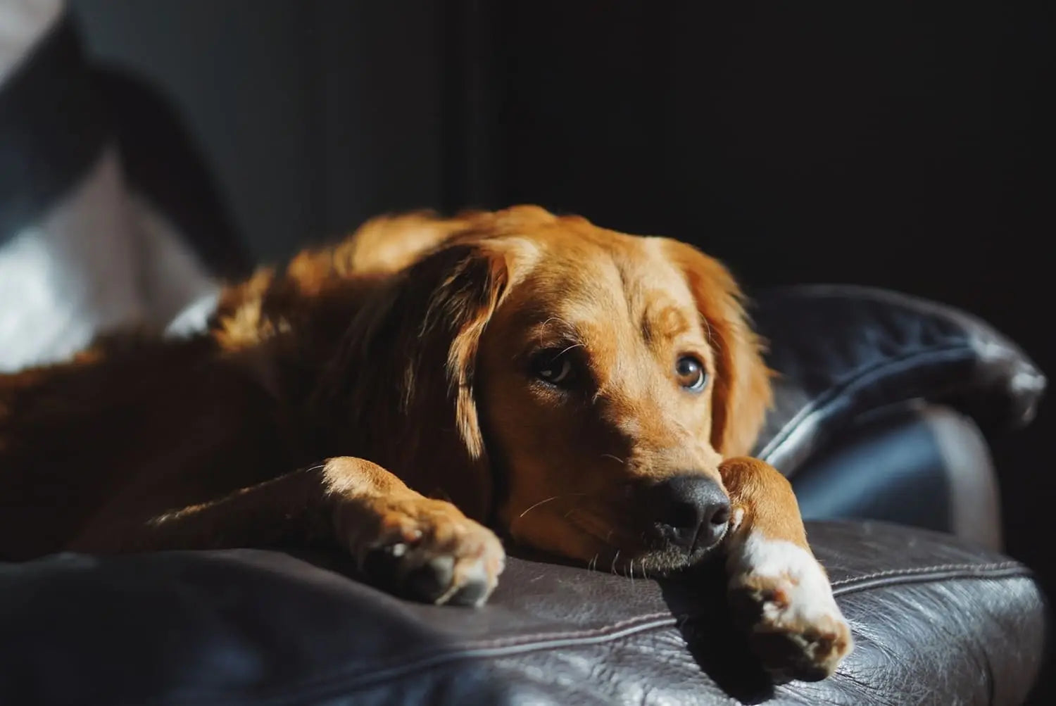How Long Can a Dog Be Left Alone? – Safe Duration & Training Tips
